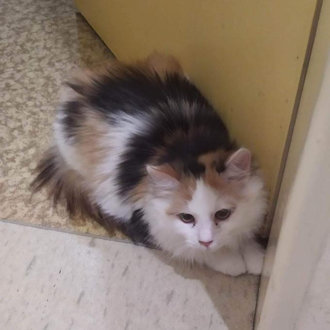 Mia