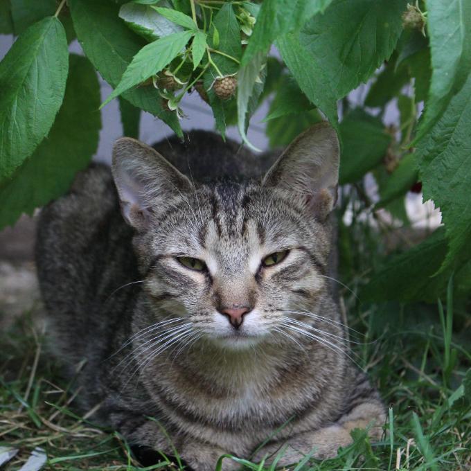 Moureček