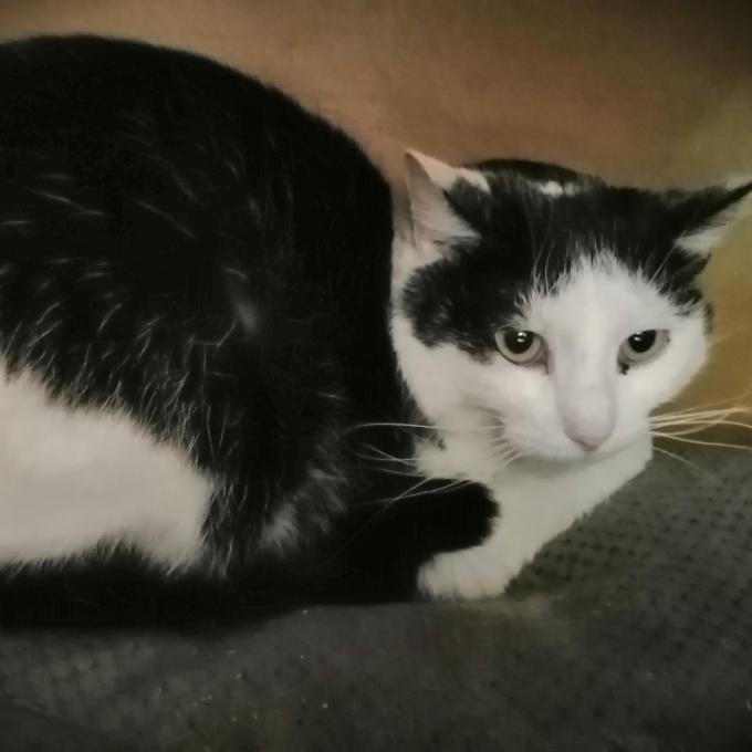 Floriánek