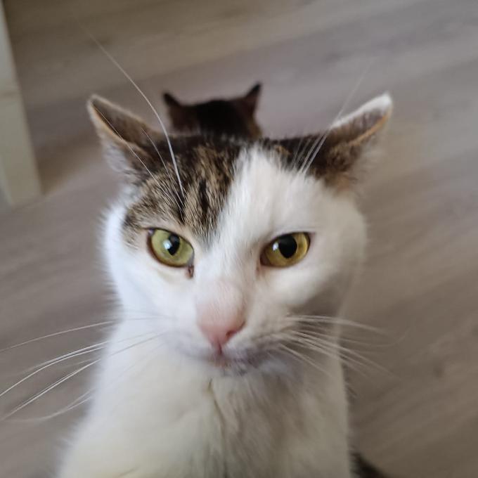 KRISTIÁN