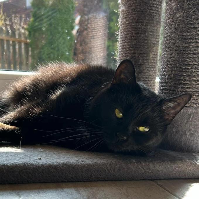 Lilu