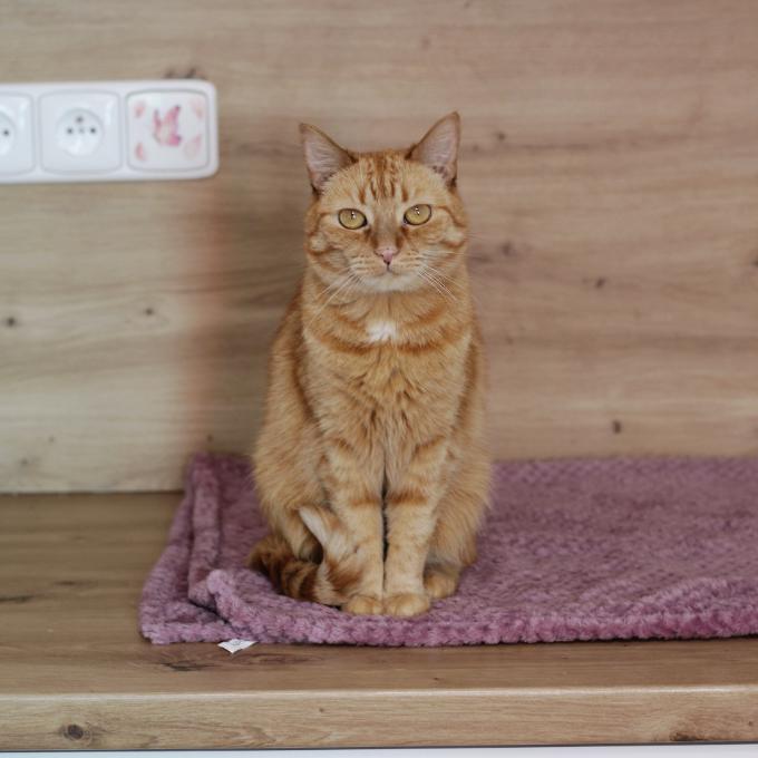 Ginger