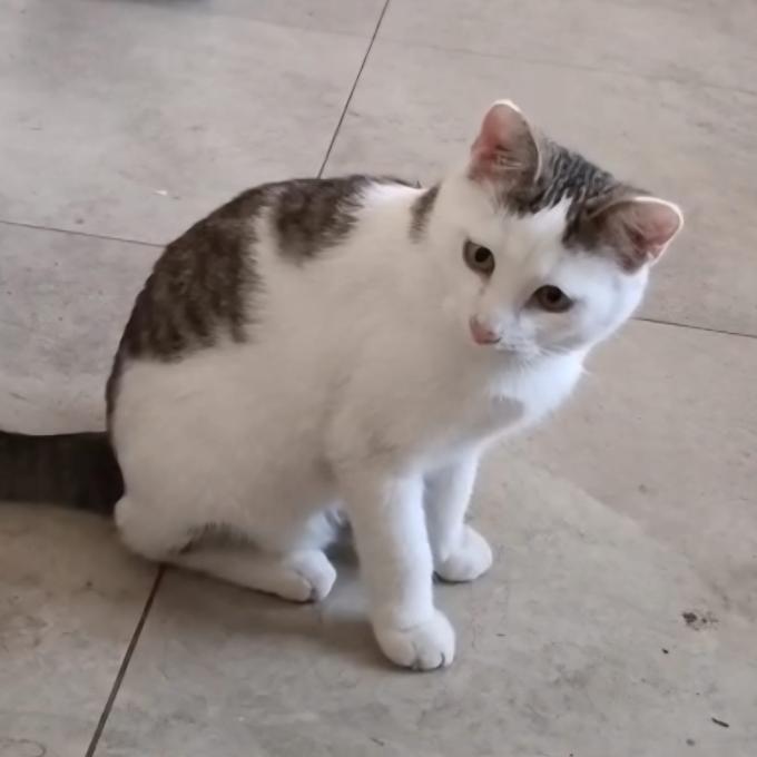 Olaf