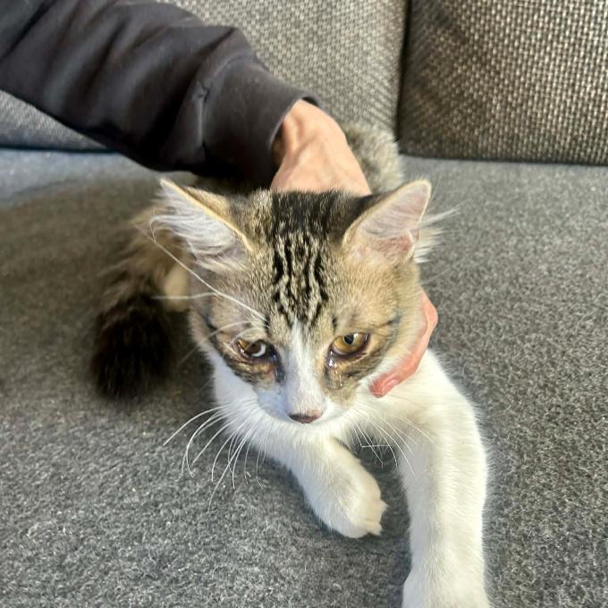 Merlin
