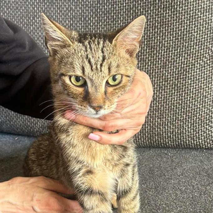 Dobby