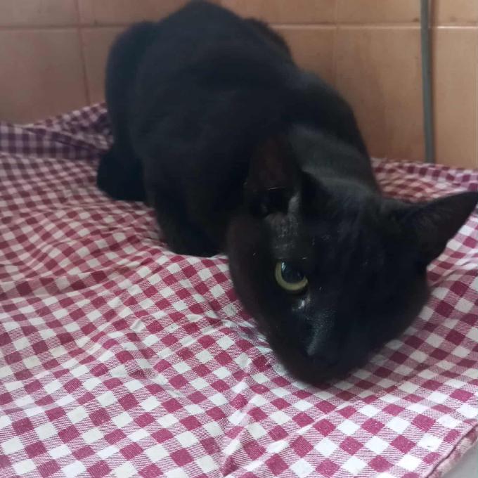 Merlin