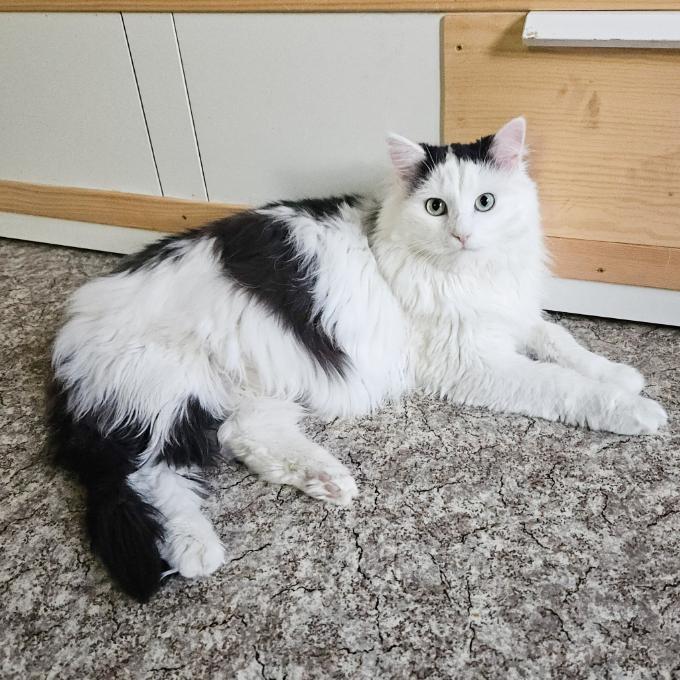 Ťulínek