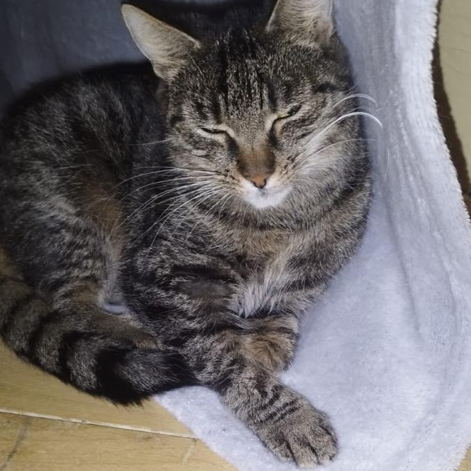 Mášenka