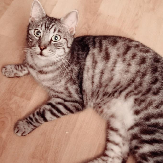 Toník