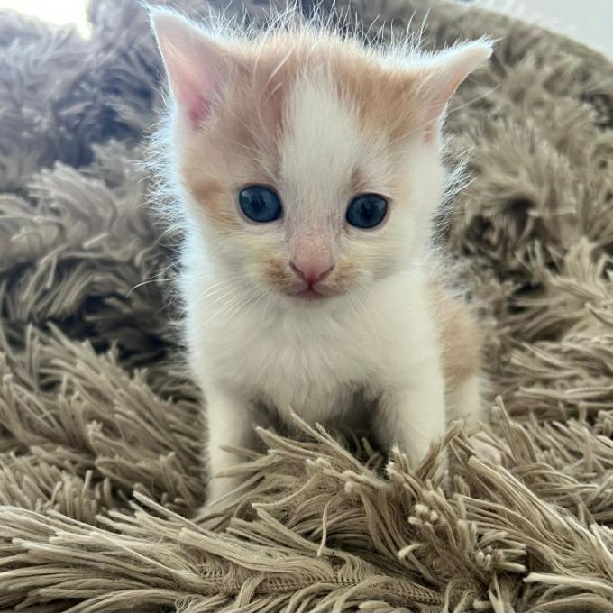 Suki