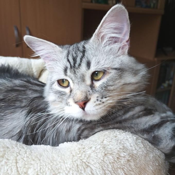 Otík