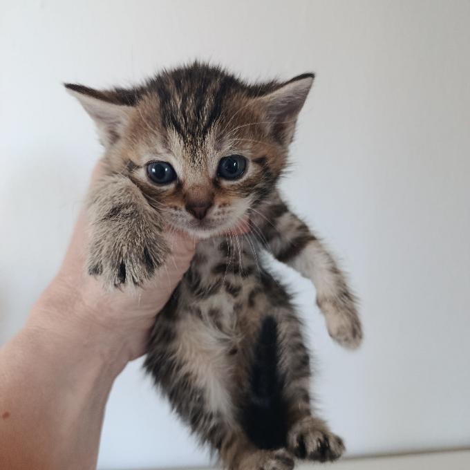 Míša