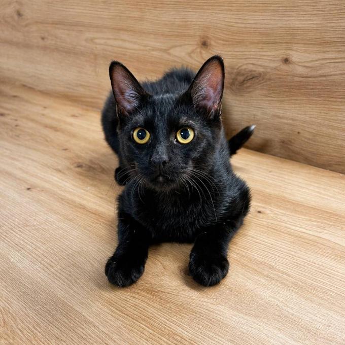 Viktor