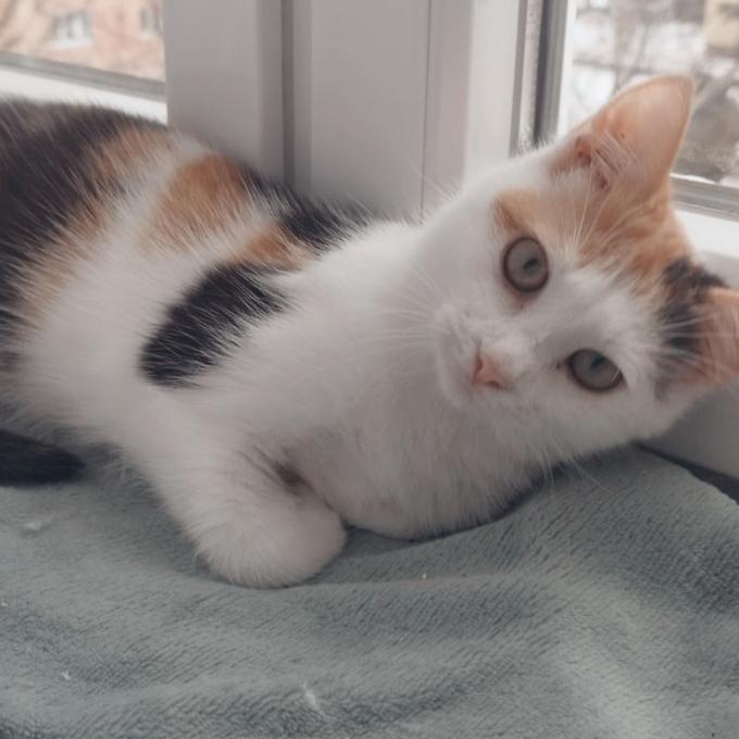 Miuška