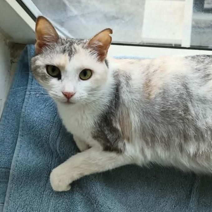 Ondina