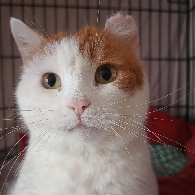 Toník