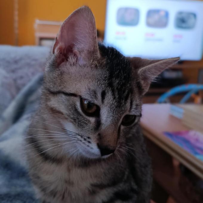 Adriánek