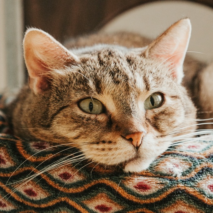 Elsa