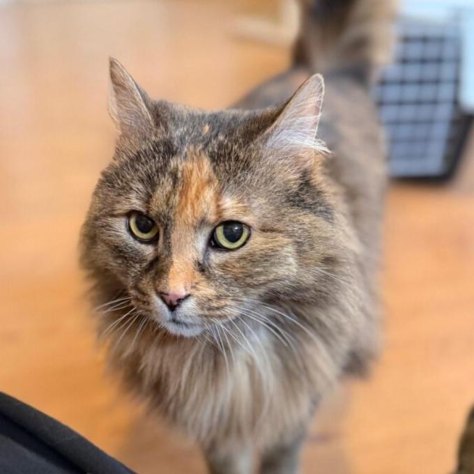 Lila