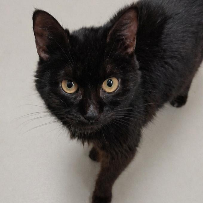Lucinka