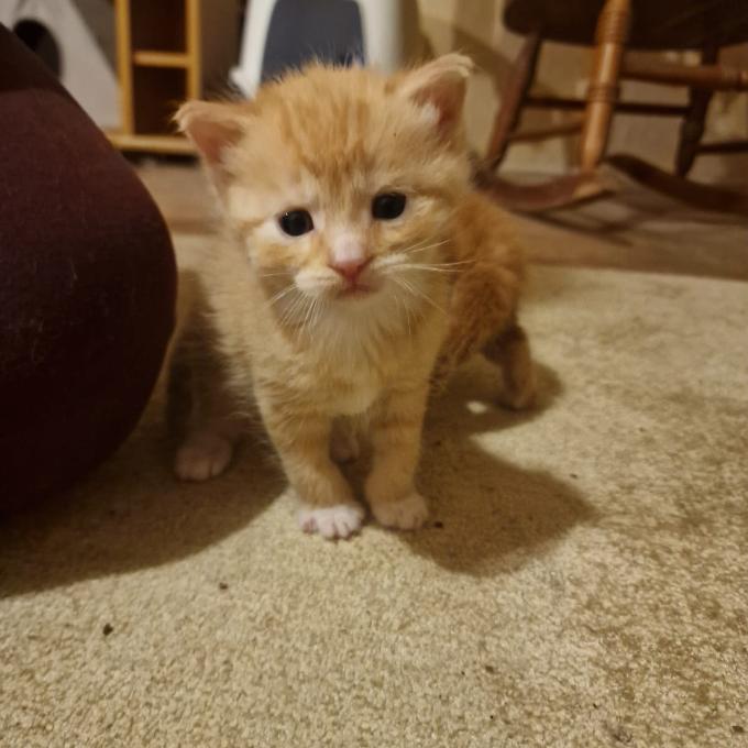 Simba