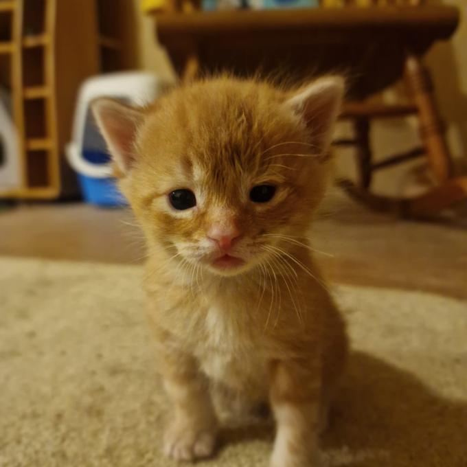 Oggie