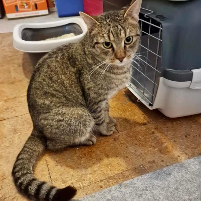Boris