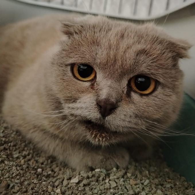 Maggie
