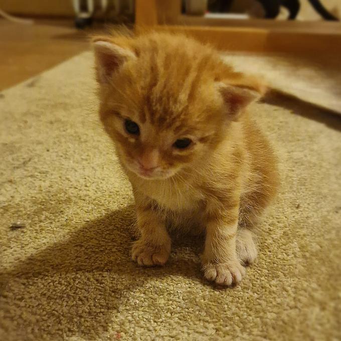 Garfield