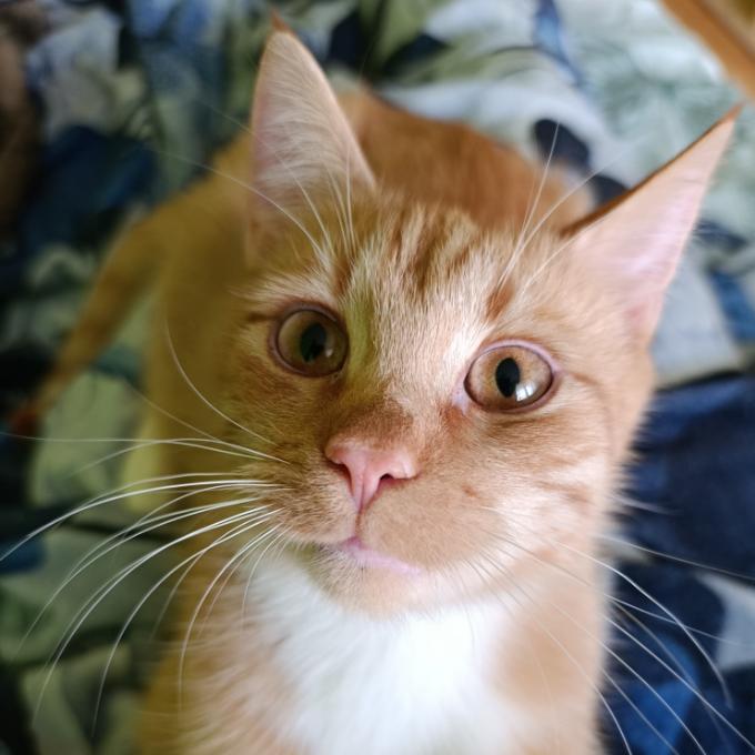 Loki