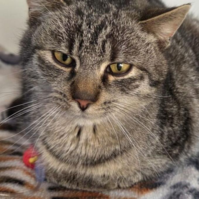 Krista