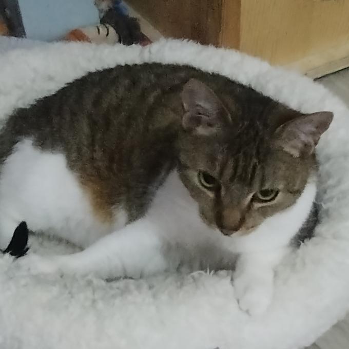 Leonka