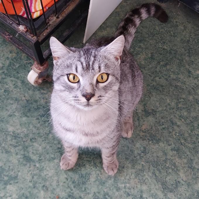 Ferdinand