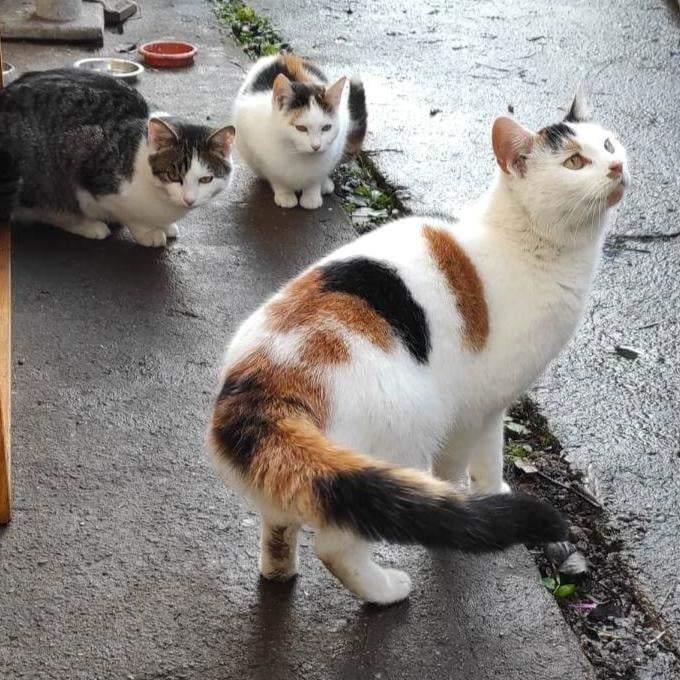 Triša
