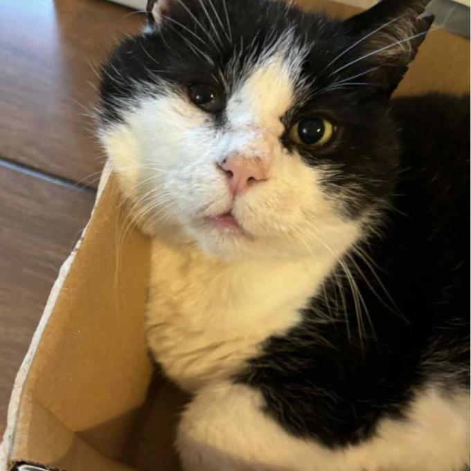 Albert
