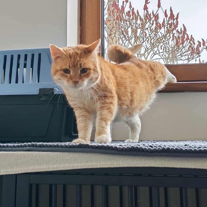 Gustav