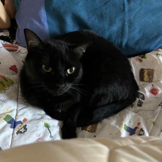 Bibi