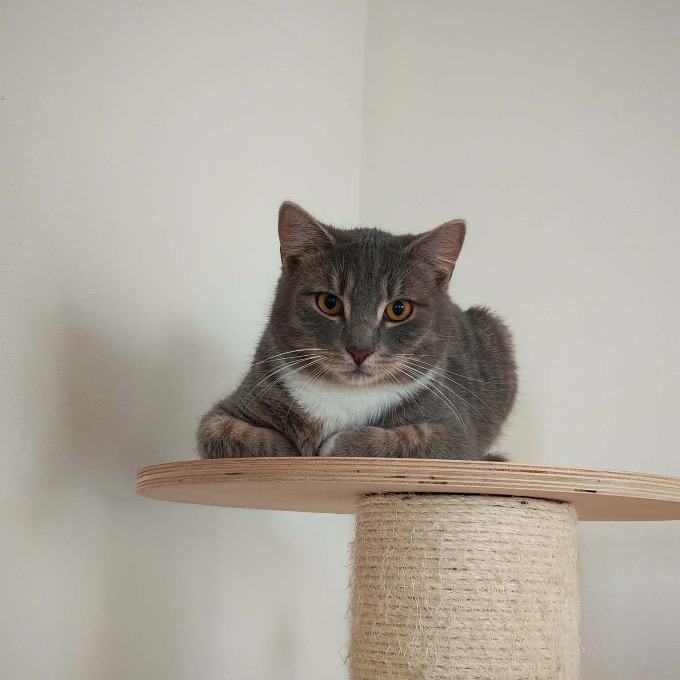 Grey