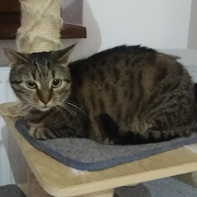 Teo