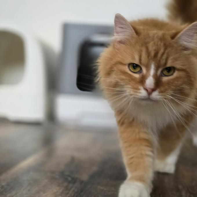 Simba