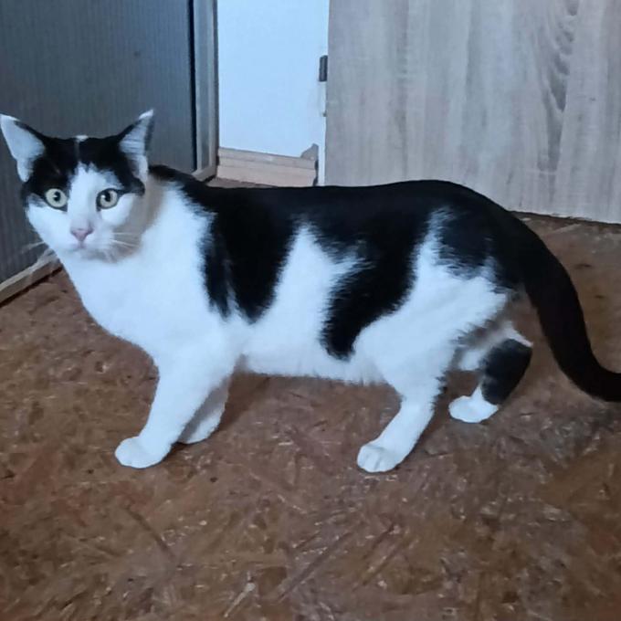 Mixie