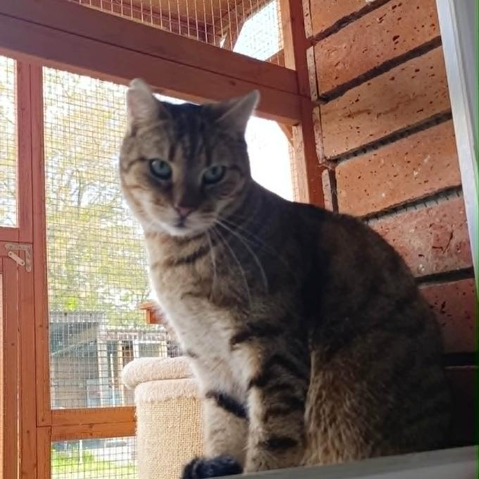 Teodor
