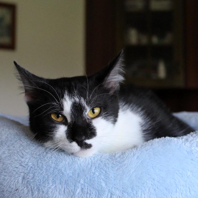 Jinxy