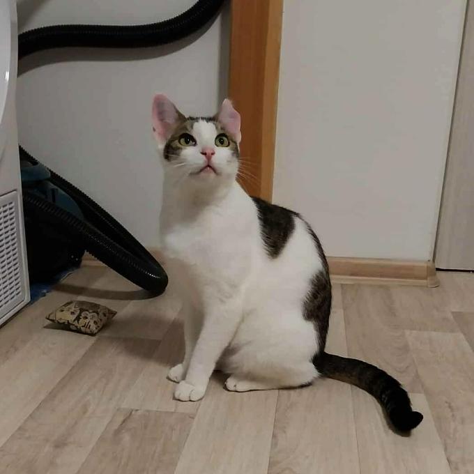 Sára