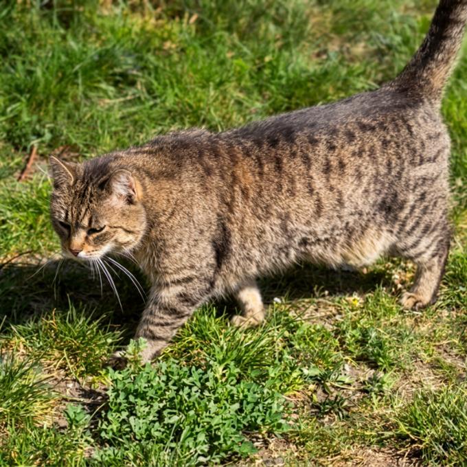 Mourovánek
