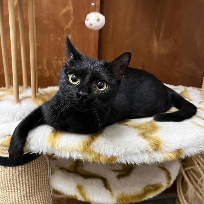 Bellatrix