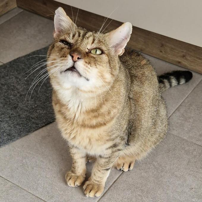 Macík