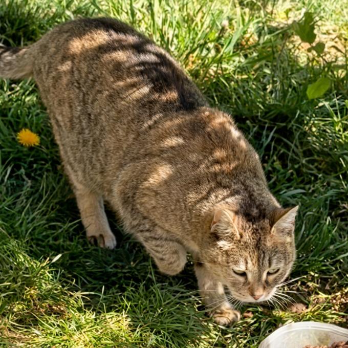 Plašanka
