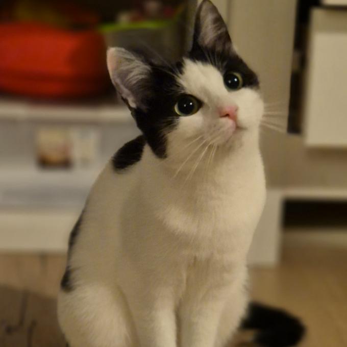 Mimi