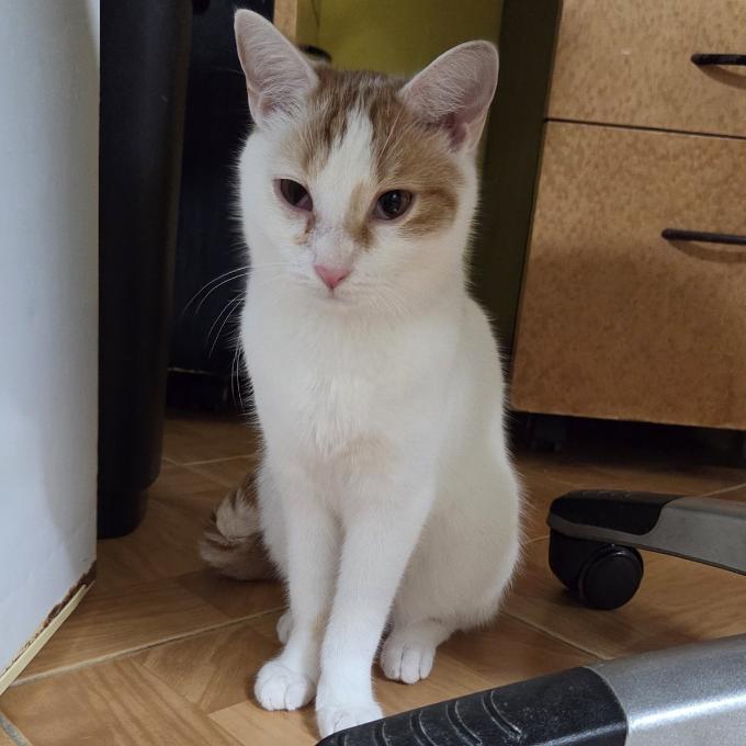 Jarek